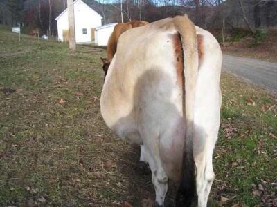 Drying Off Your Milk Cow Image